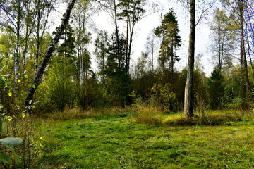 Fototapeta na wymiar rare birch forest with shrubs