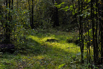 the rays of the setting sun illuminated a small clearing in the forest