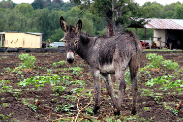 Landscape photo of a donkey on a farm in KwaZulu-Natal