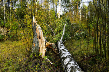 Fototapeta na wymiar broken birch after a thunderstorm