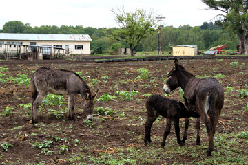 Landscape photo of a donkey on a farm in KwaZulu-Natal