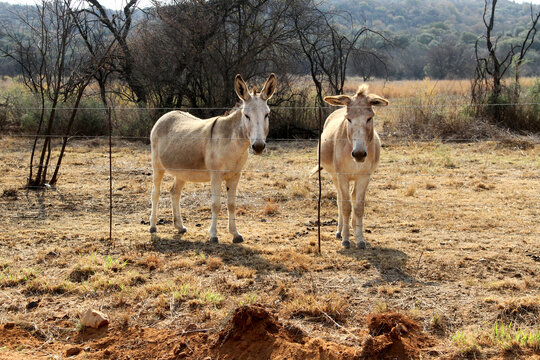 Landscape photo of two donkeys, spring time, just after the first rain.  Dome, Northwest, South Africa