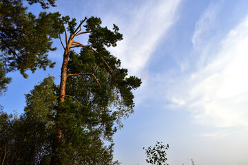 The broken pine tree at the edge of the forest continues to grow