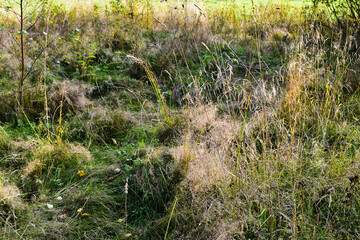 autumn meadow with yellowed grass