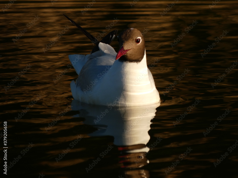 Wall mural The black-headed gull (Chroicocephalus ridibundus) swimming in the pond, Gdansk, Poland