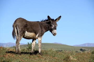 Landscape photo of a donkey on a hill. 