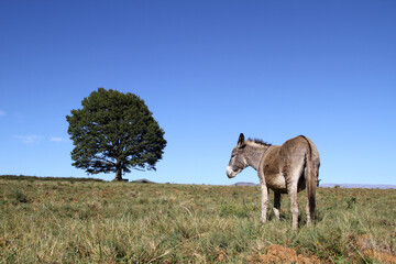 Landscape photo of a donkey on a hill. Blue sky.  Tree. KwaZulu-Natal. 