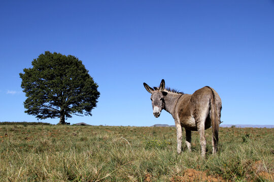 Landscape photo of a donkey on a hill. Blue sky.  Tree. KwaZulu-Natal. 