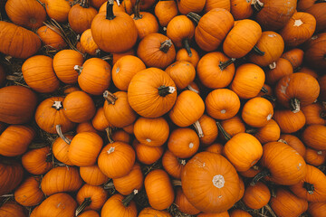 Fresh pumpkins background. Halloween and Thanksgiving