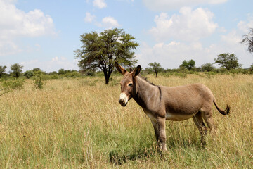 Fototapeta premium Landscape photo of a donkey on a farm in the Northwest of South Africa. 