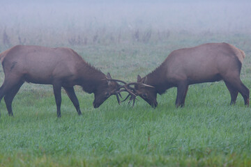 Naklejka na ściany i meble sparring bull elk with antlers