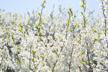 Flowers of the cherry blossoms on a spring