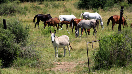 Naklejka na ściany i meble A photo of donkeys late afternoon on a plot, Northwest, Potchefstroom, South Africa.