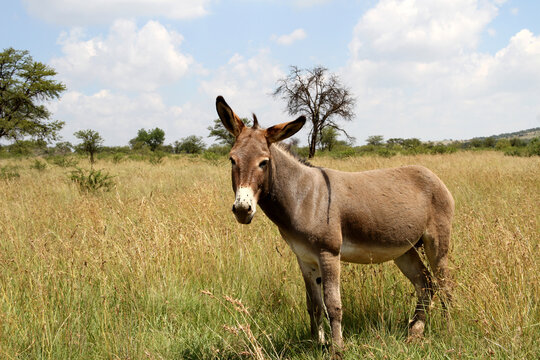 Landscape photo of a donkey on a farm in the Northwest of South Africa. 