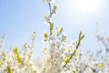 Flowers of the cherry blossoms on a spring
