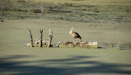 Egipskie gesi © Iwona