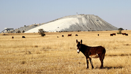 Donkey grazing in a winter field. Background an old mine heap. Vaal Reefs. Northwest, South Africa. - obrazy, fototapety, plakaty