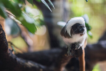 Tamarino cabeza de algodón