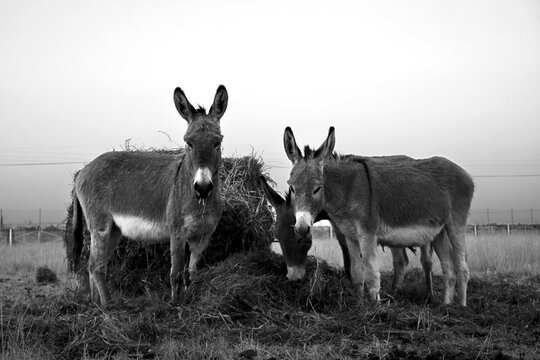 A photo of donkeys late afternoon on a plot, Northwest, Potchefstroom, South Africa.