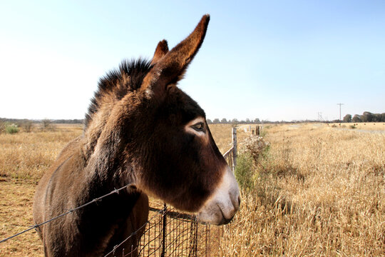 Landscape photo of a donkey in a winter-field. Northwest, South Africa. Asno-de-las-encartaciones breed.