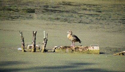 Egipskie gesi © Iwona