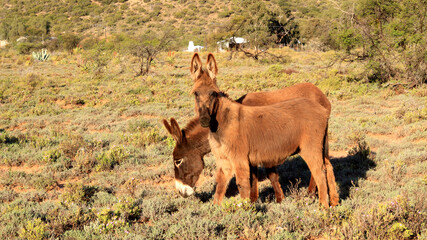 Donkeys on a farm in the Karoo. South Africa. You usually get two breeds in South Africa, but there are also other like these from French the Poitou donkey Baudet de Poitou, Poitevin with the longer h