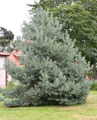 The ordinary pine, Pinus sylvestris Watereri grade grows in the park