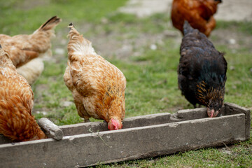 Several red, farm chickens eating some corn in the countryside. Farming and Pet Concept.