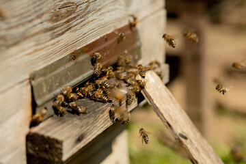A close-up view of the working bees bringing flower pollen to the hive on its paws. Honey is a...