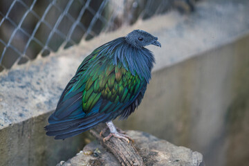 Pajaros enjaulados en zoologico