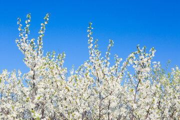 Flowers of the cherry blossoms on a spring
