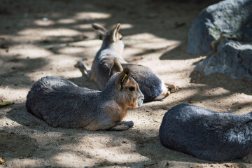 Mara del Chaco - conejo de la Patagonia