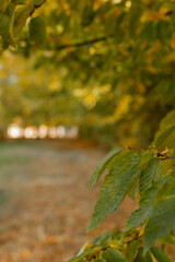 Autumnal leaves in blurred background. Autumnal Park. Autumn Trees and Leaves - obrazy, fototapety, plakaty