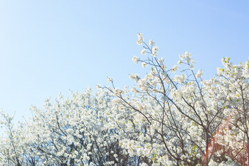 Flowers of the cherry blossoms on a spring