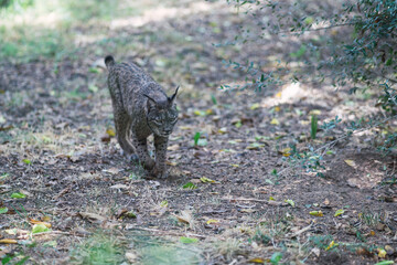 Lince iberico en zoologico