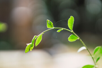 Plantas verdes a contraluz