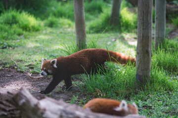 Panda rojo