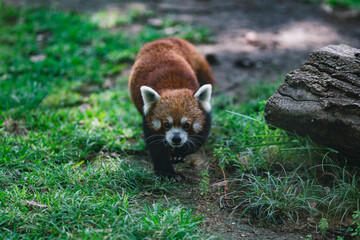 Panda rojo