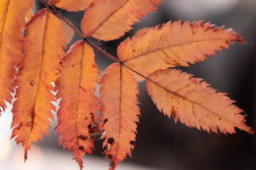 Red rowan leaves, autumn, fall.