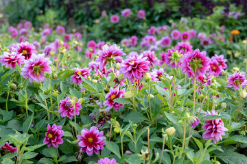 Dark pink dahlias with green leaves, background