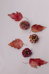 Autumn composition with dry leaves and zinnia flowers on light background. Autumn, fall, Thanksgiving Day concept. Flat lay, top view, copy space