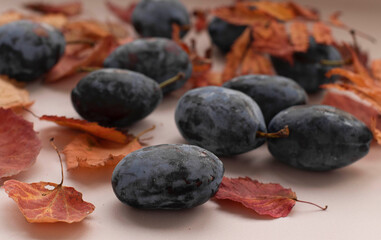 Fresh plums and dry autumn red rowan and aspen leaves on a light background. Flatlay, top view. 