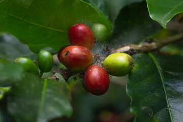 Coffee beans drying in the sun 