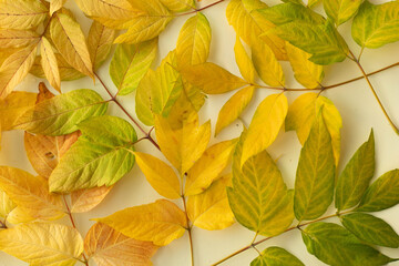 Autumn green and yellow boxelder maple (Acer negundo) leaves minimal composition.  Autumn flatlay background. Flat lay, top view, copy space.