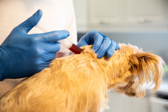 Blood sampling from a little york breed dog, yorkshire terrier at a veterinary office.