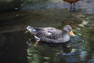 Gansos y patos en rio