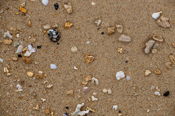 shells and small colored stones washed up on the beach