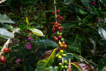 Coffee beans drying in the sun 