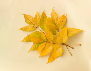 Autumn green and yellow boxelder maple (Acer negundo) leaves minimal composition.  Autumn flatlay background. Flat lay, top view, copy space.