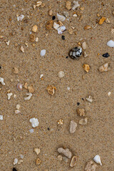 shells and small colored stones washed up on the beach